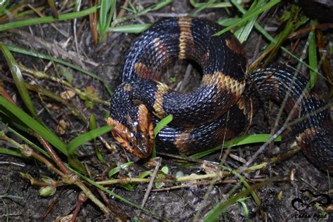 Broad Banded Water Snake A Guide To Snakes Of Southeast Texas