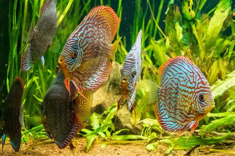 Discus Fish Care Guide Things You Must Know Kaveman Aquatics