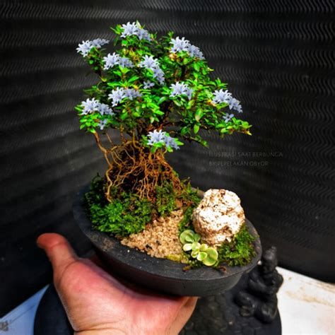 Promo Bonsai Mini Serissa Japonica Super Micro Siap Pajang Real