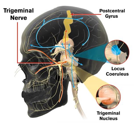 Pathway Of Trigeminal Nerve