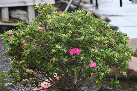 Kartoffelrose Kartoffel Rose Rosa Rugosa C Josef Alexa Flickr