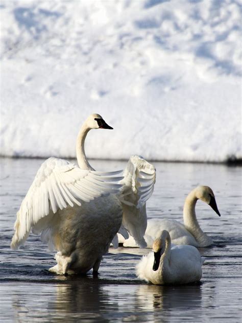 Trumpeter Swan Flapping Her Wings On The The Madison River Yellowstone