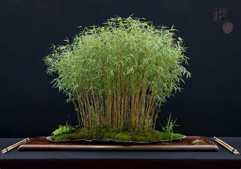 Forest Bamboo Bonsai - Nestreeo.com