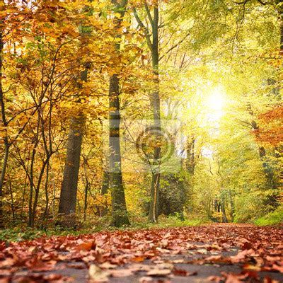 Fototapeta Idylliczne leśne ścieżki lub drogi w lesie jesienią z