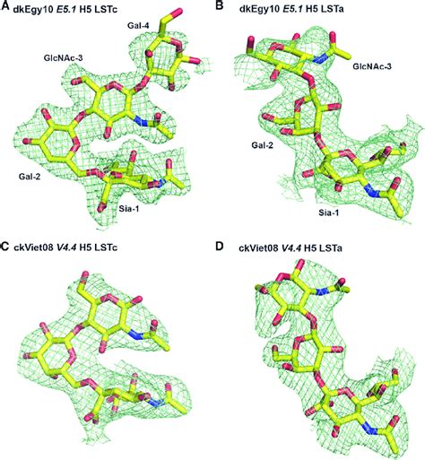 Final Fo Fc Electron Density Maps Of Glycan Ligands Bound In H Ha