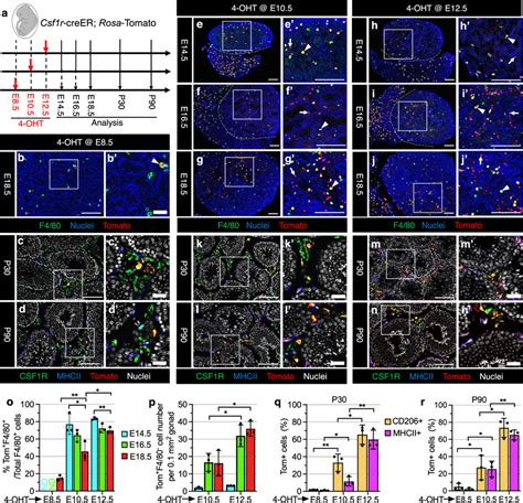 Csf1r Expressing Fetal Definitive Progenitors Give Rise To Adult Download Scientific Diagram