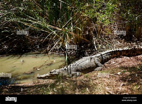 Cocodrilo de agua salada fotografías e imágenes de alta resolución Alamy