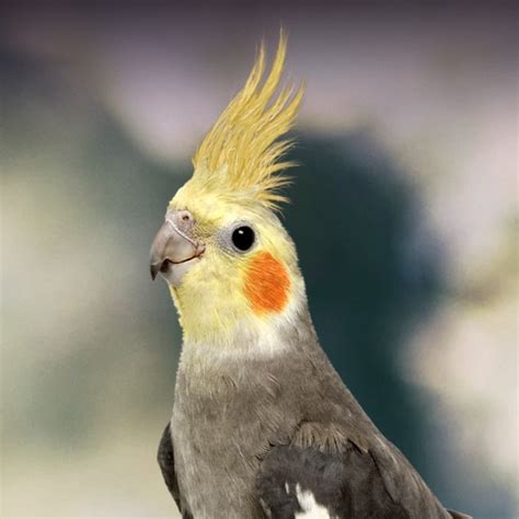 Cockatiels: A Popular and Companionable Household Pet Bird – Nature ...