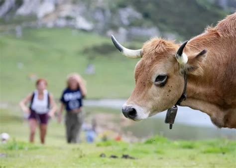 El Principado cifra en cinco los focos de fiebre hemorrágica bovina en