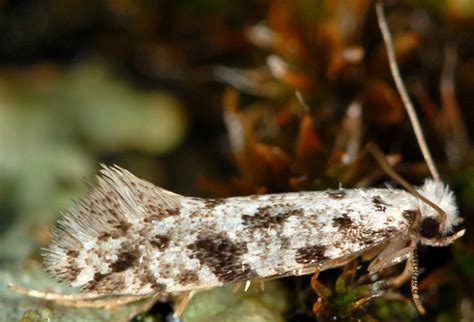 Nemapogon Inconditella Pathpiva