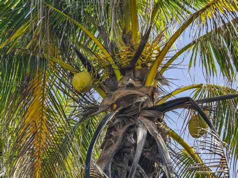 Tropical Palm Trees Coconuts Blue Sky In Tulum Mexico 9873527 Stock