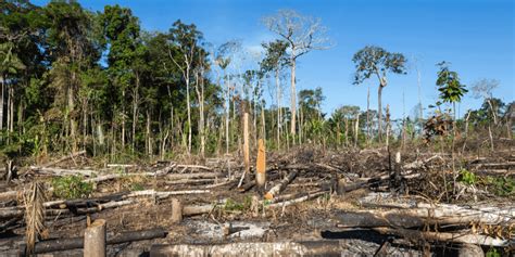 Amazônia bateu recorde de desmatamento em seu pior mês de outubro