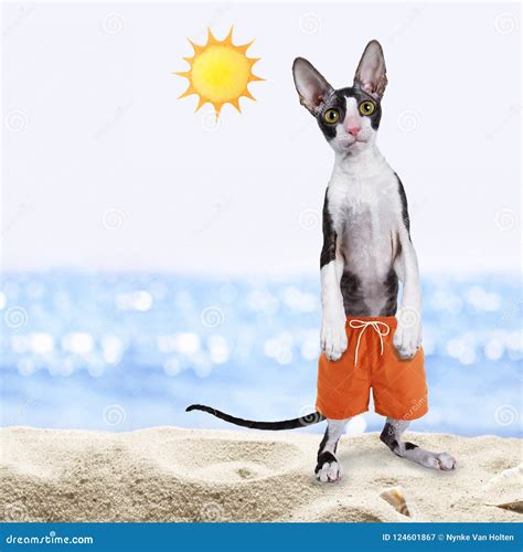 Black With White Cornish Rex Cat On Beach Stock Image Image Of