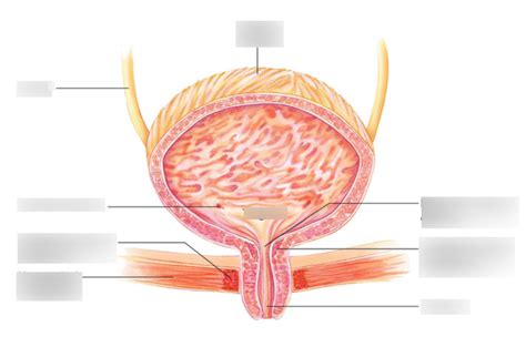 Bladder Diagram | Quizlet