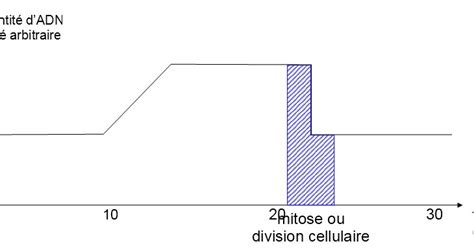 Comment Maintenir Le Caryotype Au Cours Des Divisions Cellulaires