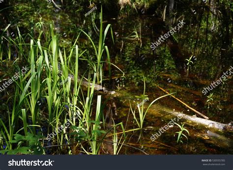 Dark Swamp With Green Grass Stock Photo 530555785 Shutterstock