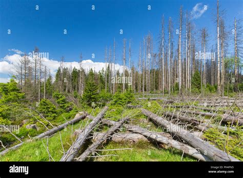 Bark beetle damage hi-res stock photography and images - Alamy