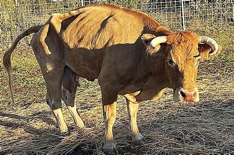 El Covid De Las Vacas Acaba Con 340 Reses En Madrid Nos Han