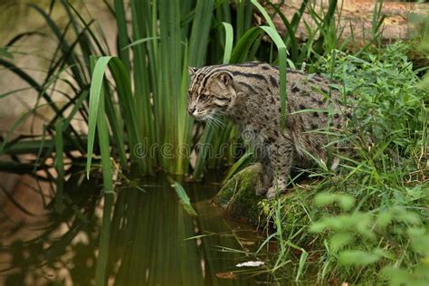 Beautiful and Elusive Fishing Cat in the Nature Habitat Near Water. Stock Image - Image of ...