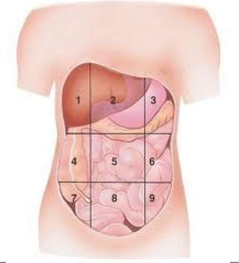 Regions Of Body Diagram Quizlet