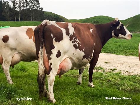 ayrshire dairy cattle braford cattle farm