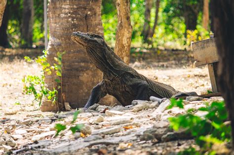 Keajaiban Pulau Komodo Destinasi Wisata Wajib Di Nusa Tenggara Timur