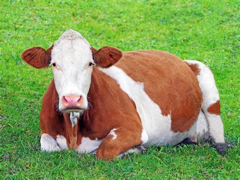 Retrato De Una Vaca En El Campo Foto Premium