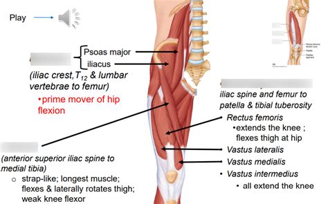 Diagram of Anterior Thigh Muscles | Quizlet