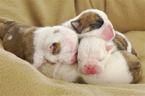 Filhotes De Cachorro Rec M Nascidos Foto De Stock Imagem De Bonito