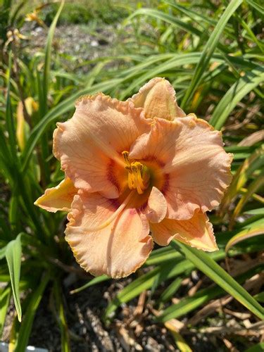 True Grit Daylily Hemerocallis New Hope Daylilies