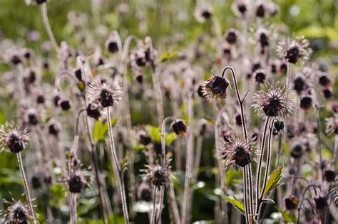 Knikkend Nagelkruid Rozenfamilie Wilde Planten Kwekerij Kasenco