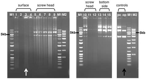 Dna Quality Analysis By Agarose Gel Electrophoresis For Each Sample Download Scientific