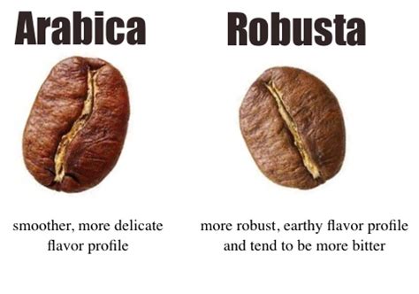 Discovering Coffee Beans A Guide To Types Flavor Profiles And