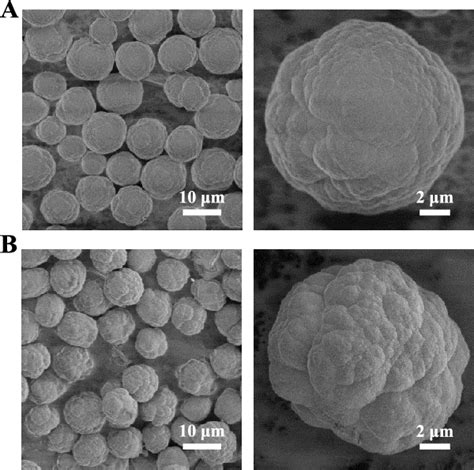 SEM Images Of A TA CaCO 3 And B Thr TA CaCO 3 Microspheres