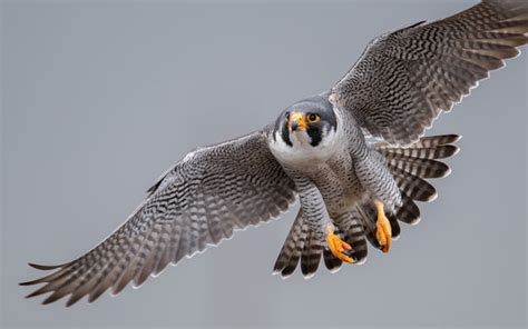 Flying Falcon Wallpapers