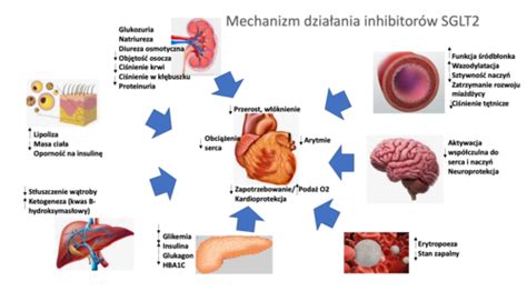 Fiszki Leki Stosowane W Niewydolno Ci Mi Nia Sercowego Quizlet