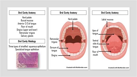 Anatomi Rongga Mulut Dengan Gambar Struktur Berlabel Off