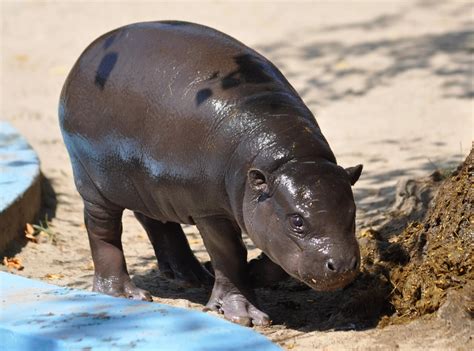 Hippopotamus Wallpaper (61+ pictures) - WallpaperSet