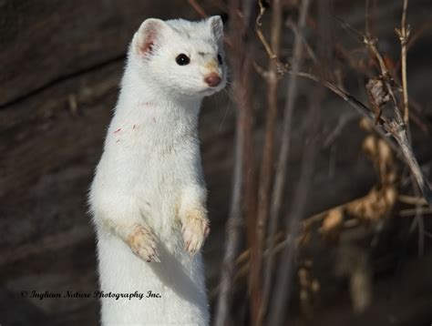 Ingham Nature Photography Inc Photo Of The Week Mar 21 2020 My