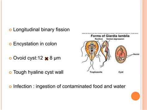 Flagellates Parasitology Ppt