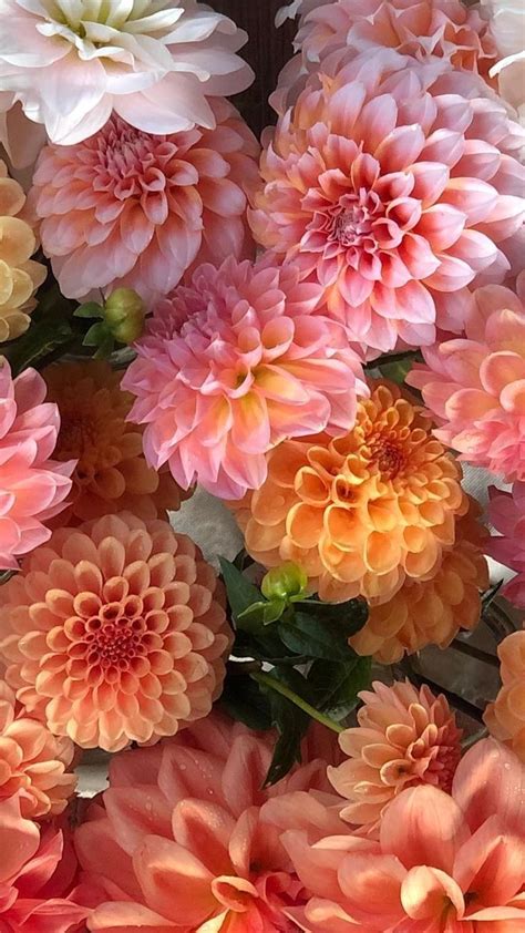 Pin By Renee Snyder On Flowers In Flower Aesthetic Pretty