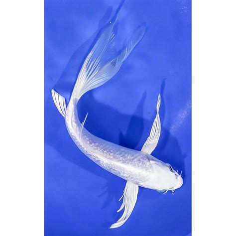 Imported Gin Rin Platinum Ogon Butterfly Koi Koi Fish For Sale