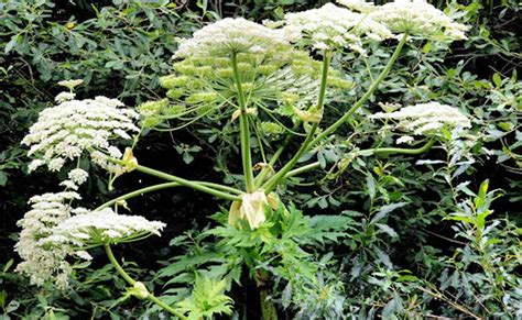 Giant Hogweed Identification