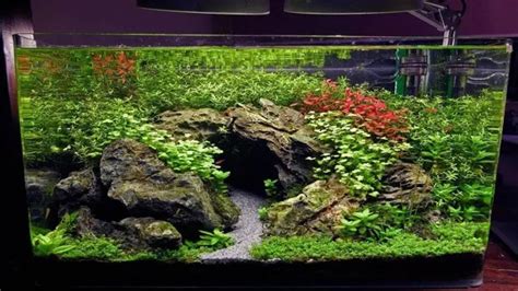 How to Make Aquarium Rock Caves: A Step-by-Step Guide with Tips and Ideas