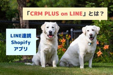 Line連携shopifyアプリ「crm Plus On Line」とは何か？【料金や機能を簡単にわかりやすく解説】 公式linex集客ツール