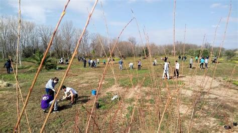 Medi Ambient programa dues noves jornades de plantacio d espècies