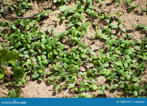 Young Plants Seedlings Sprouts Shoots And Cotyledons Of Trifolium