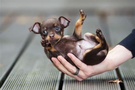 10 Adorable Teacup Dog Breeds (with Pictures) | Hepper