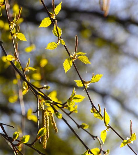 Birch Leaves Spring Free Photo On Pixabay Pixabay