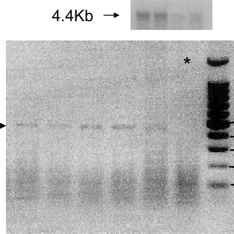 Npr A Mrna Was Identified By Northern Blotting At Kb A And By